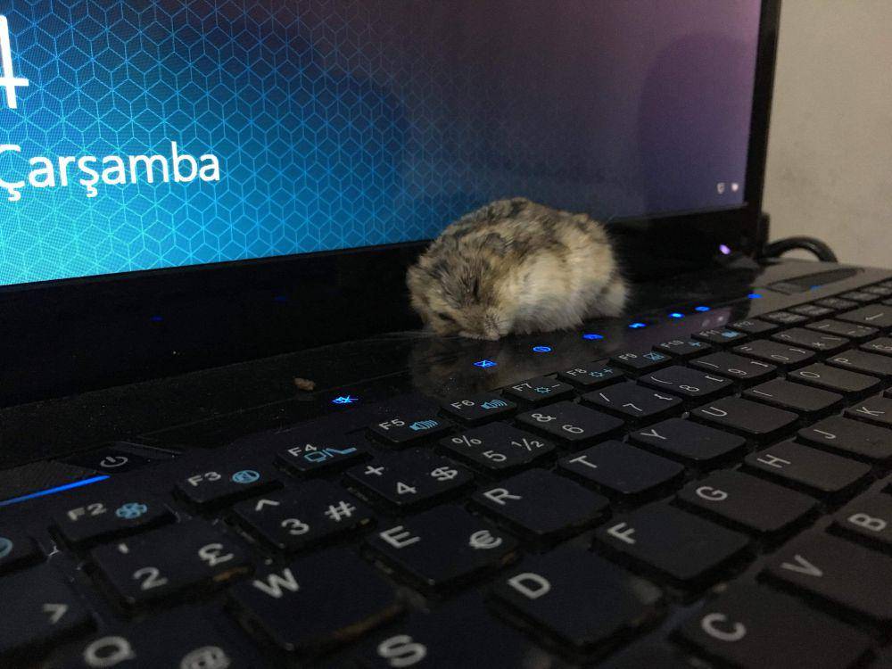 potret hamster nongkrong di laptop (reddit.com/user/IamSorryLittleOne)