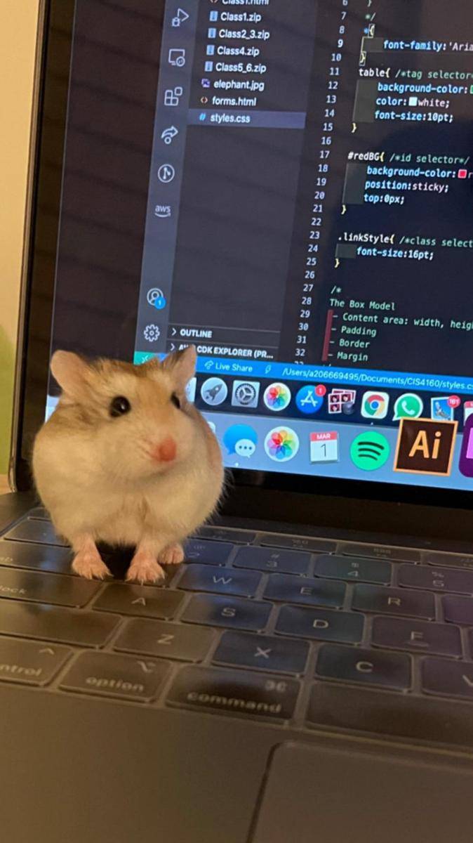potret hamster nongkrong di laptop (reddit.com/user/xochrstll)