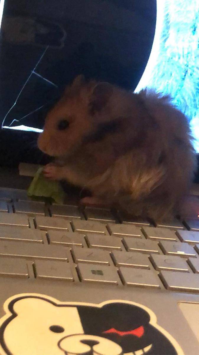 potret hamster nongkrong di laptop (reddit.com/user/ArcChattering)