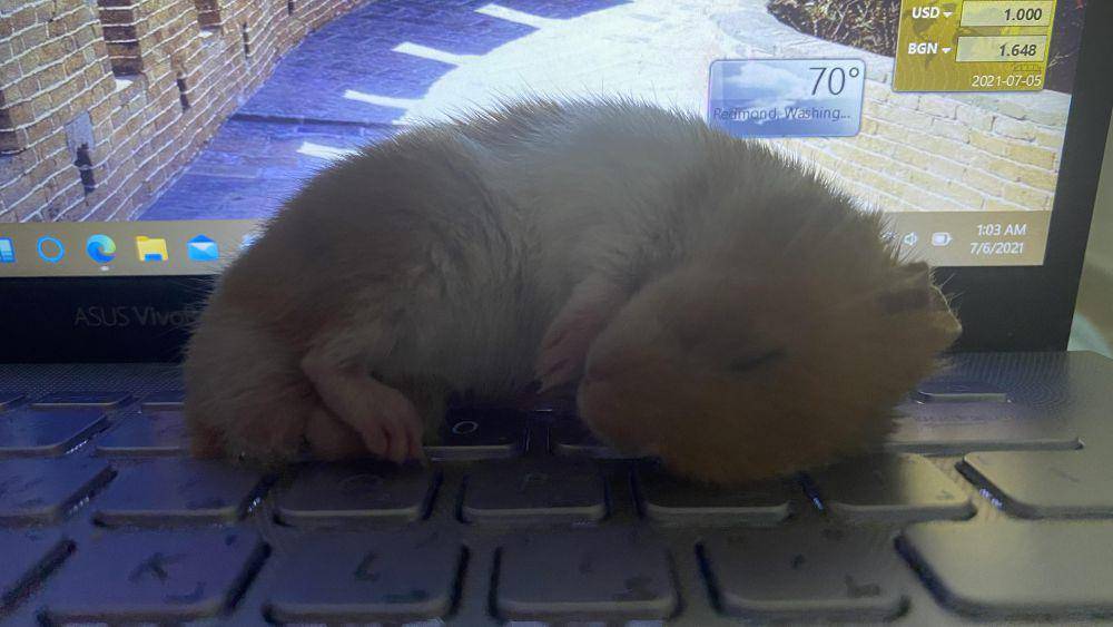 potret hamster nongkrong di laptop (reddit.com/r/hamsters)