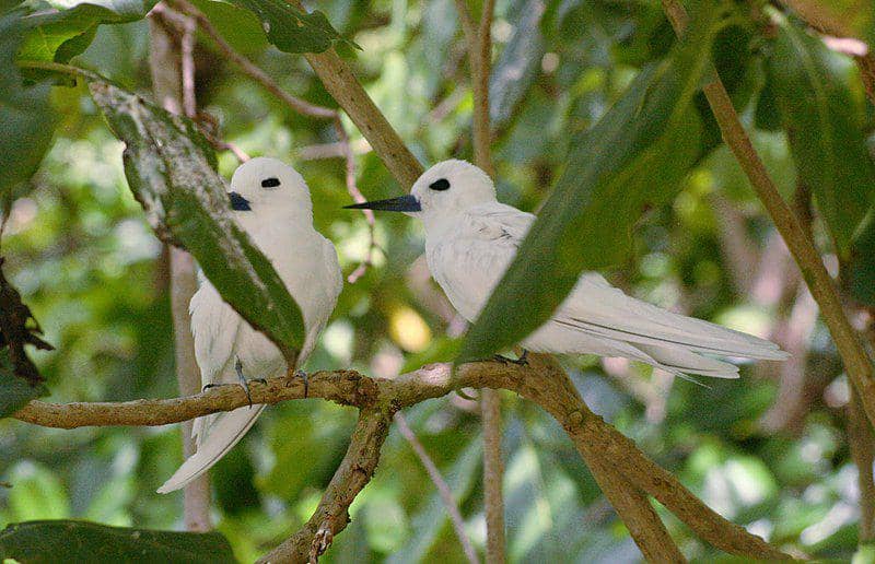 White Tern (commons.wikimedia.org/Marion Schneider)