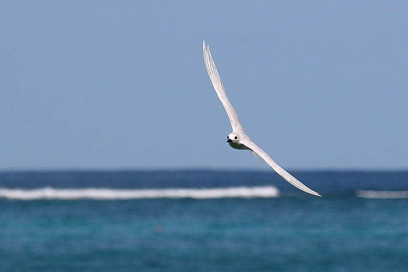 White Tern (commons.wikimedia.org/Patrickkavanagh)