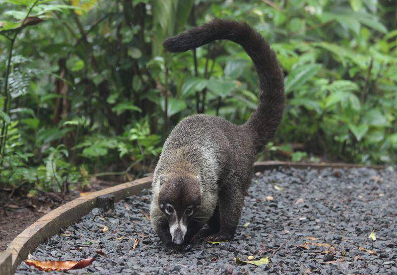 coatimundi (commons.wikimedia.org/Benjamin Keen)