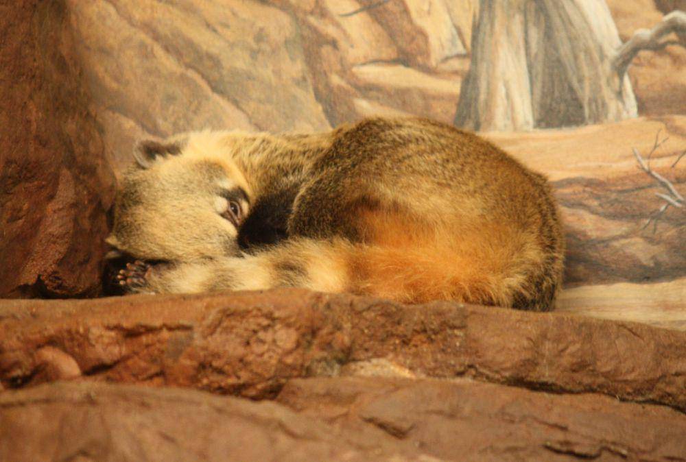 coatimundi (commons.wikimedia.org/Ltshears)