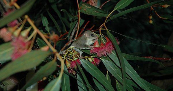 5 Fakta Feathertail Glider, Mamalia dengan Indera Penglihatan Tajam!