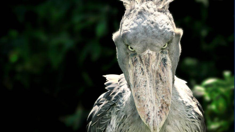shoebill (livescience.com)