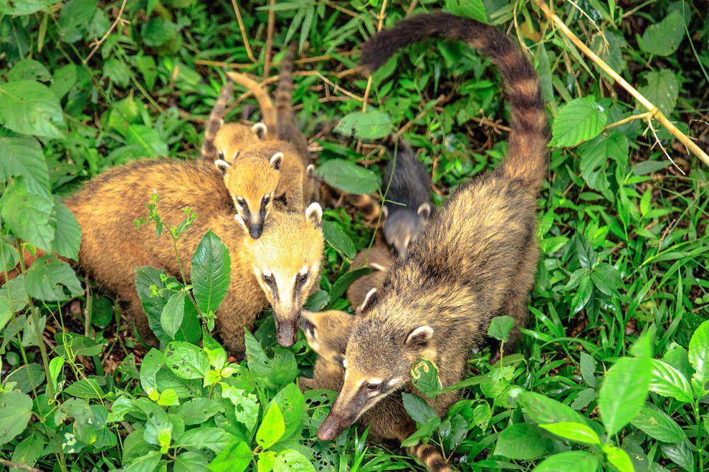coatimundi (commons.wikimedia.org/Murray Foubister)