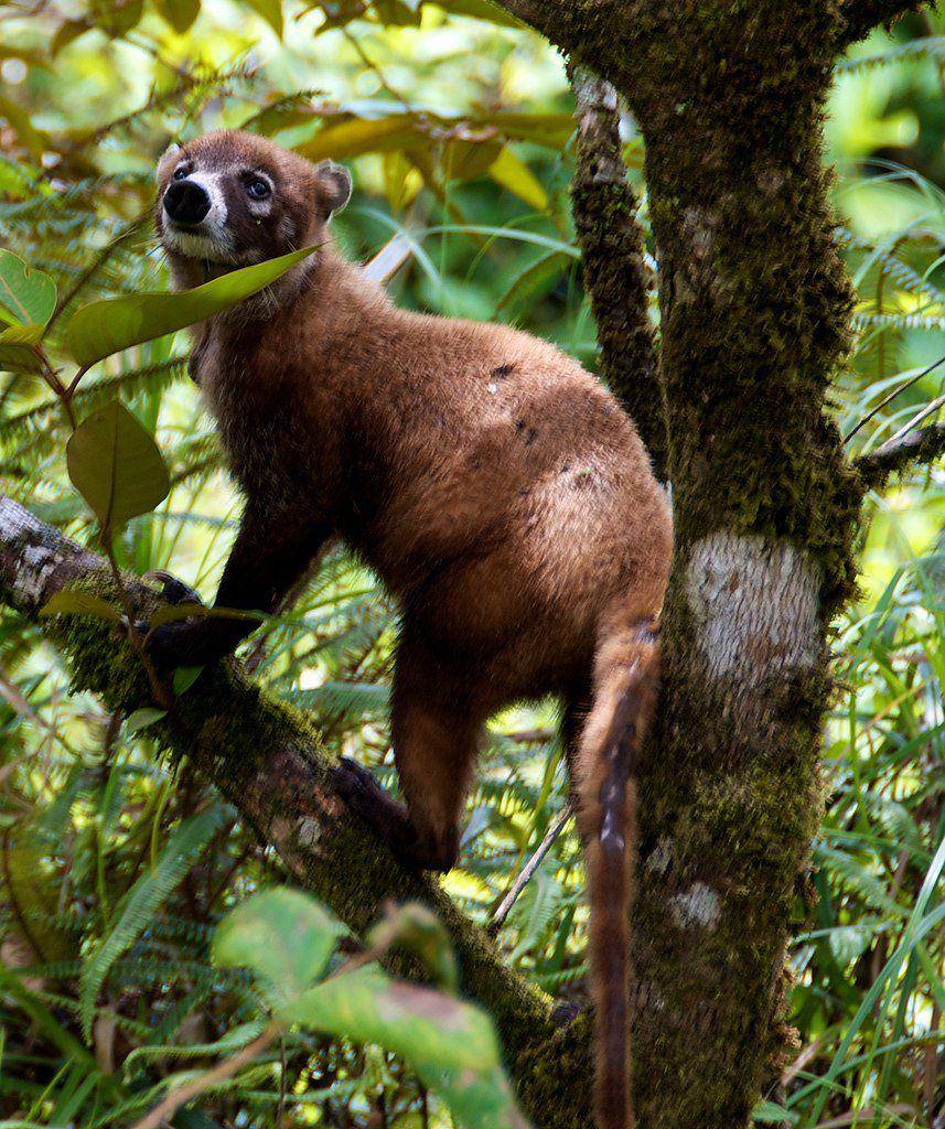 coatimundi (commons.wikimedia.org/Snowmanradio)