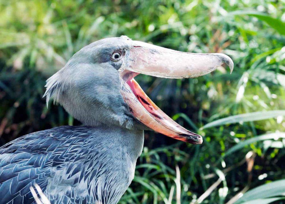 paruh shoebill (labaafrica.com)