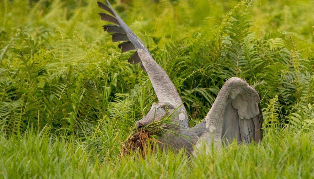 shoebill sedang menangkap mangsa (bwindiugandagorillatrekking.com)