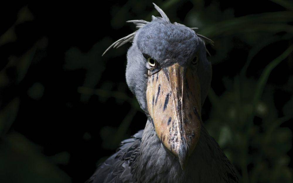 tatapan shoebill (realmafricasafaris.com)