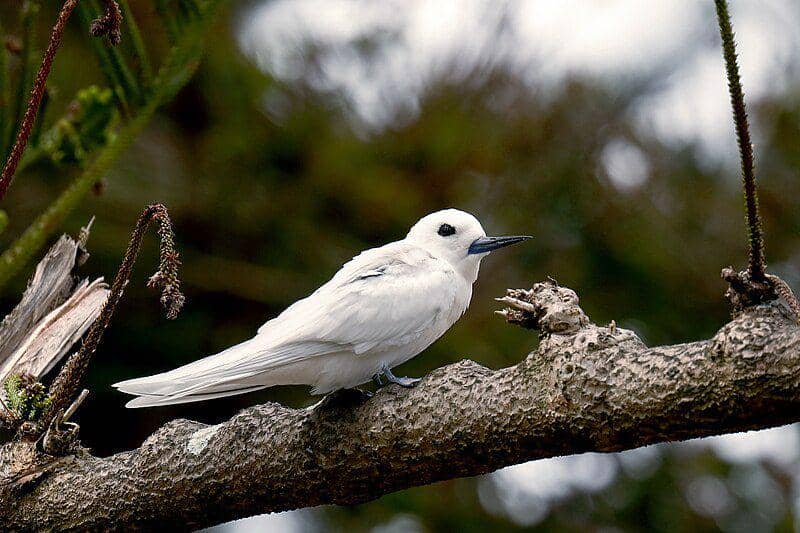 White Tern (commons.wikimedia.org/Patrickkavanagh)