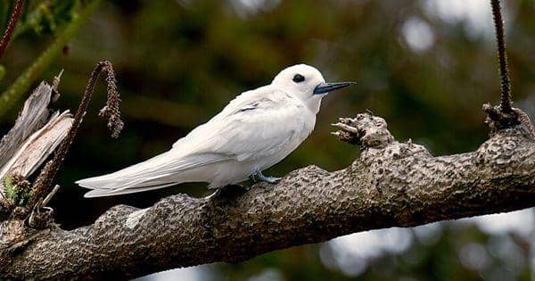 5 Fakta Unik White Tern, Burung dengan Gaya Terbang Akrobatik!