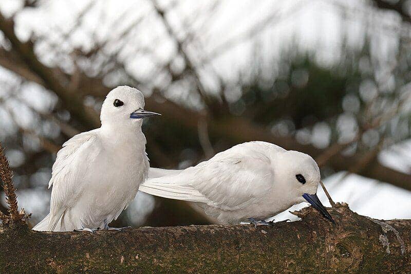 White Tern (commons.wikimedia.org/Patrickkavanagh)