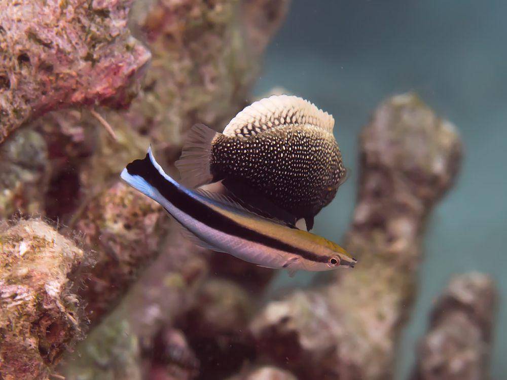 Blue streak wrasse fish (commons.wikimedia.org/wiki/Rickard Zerpe)