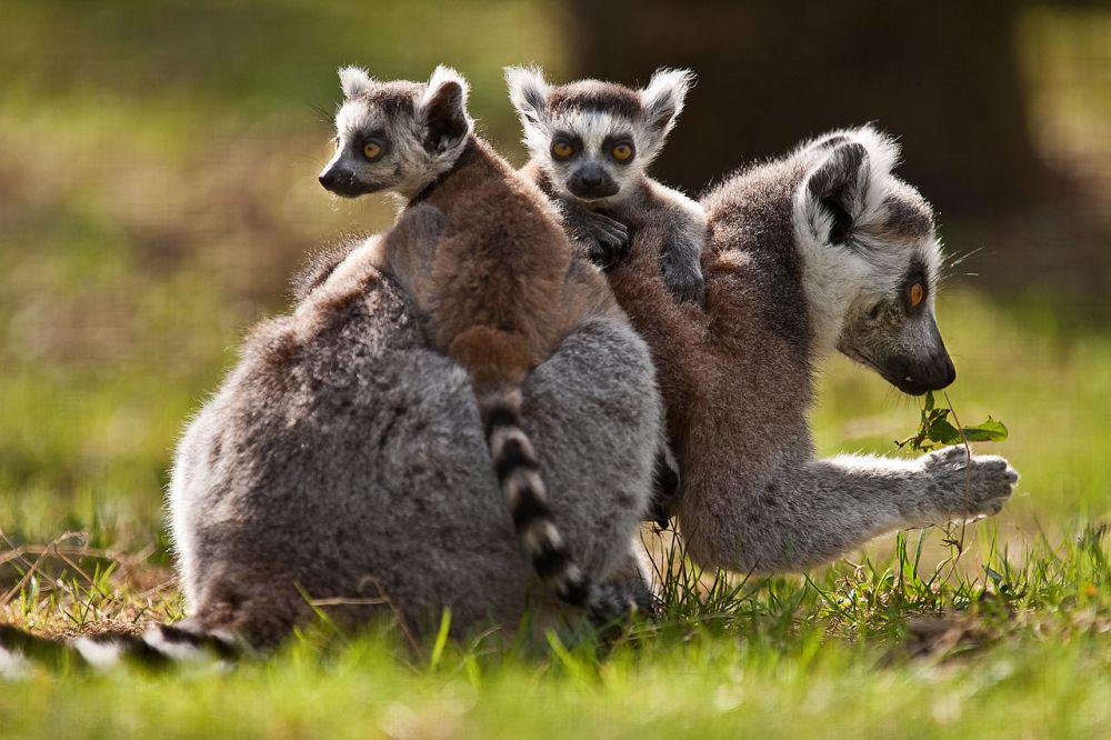Mari Mengenal 5 Famili Lemur, Primata Berekor dan Bermoncong Panjang!
