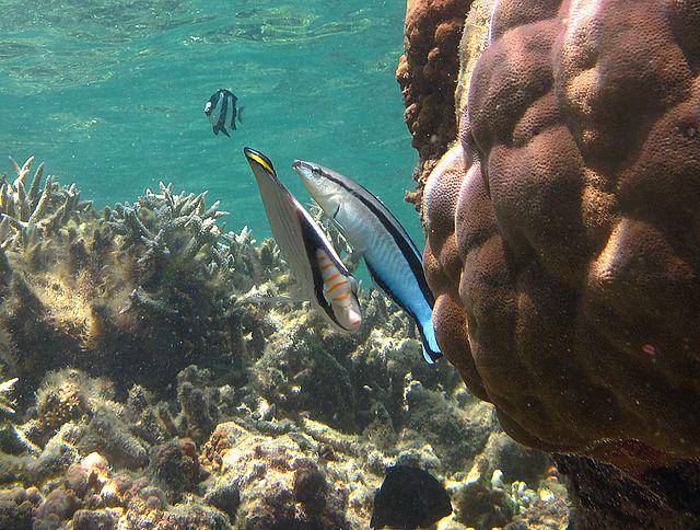 Blue streak wrasse fish (commons.wikimedia.org/wiki/Phillippe Bourjon)