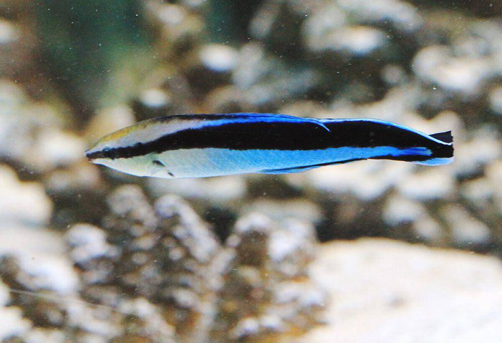 Blue streak wrasse fish (commons.wikimedia.org/wiki/Karelj)