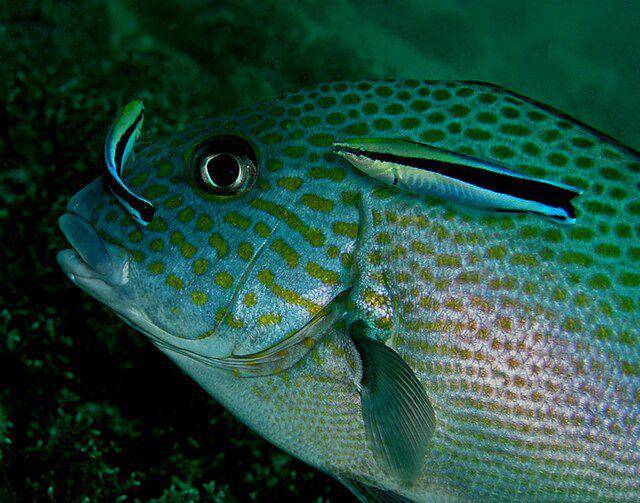 Blue streak wrasse fish memakan parasit di tubuh ikan lain (commons.wikimedia.org/wiki/Nhob good)
