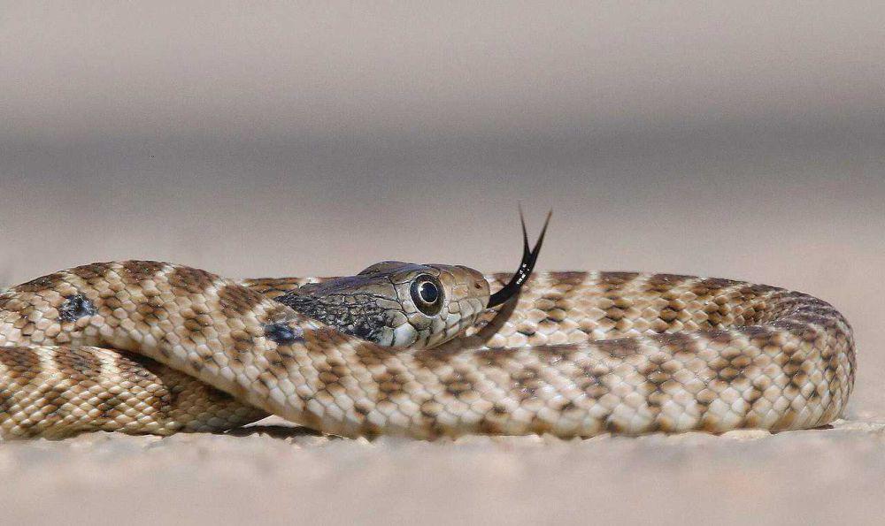 5 Spesies Ular yang Paling Umum Ditemukan di Sahara Barat