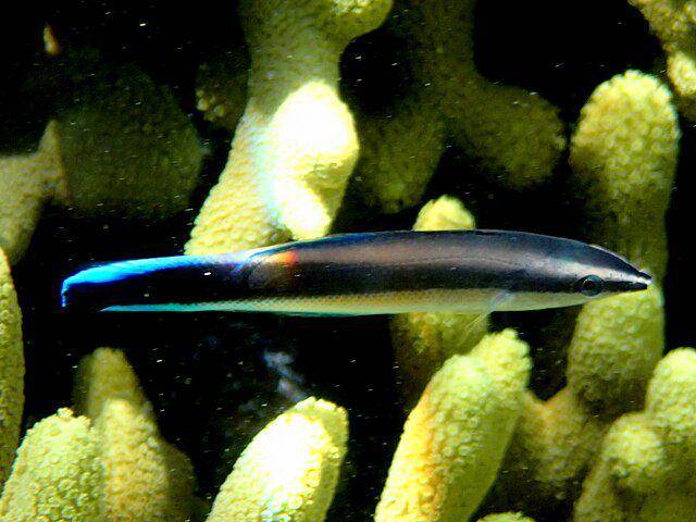 Blue streak wrasse fish (commons.wikimedia.org/wiki/dr Scott Mills)