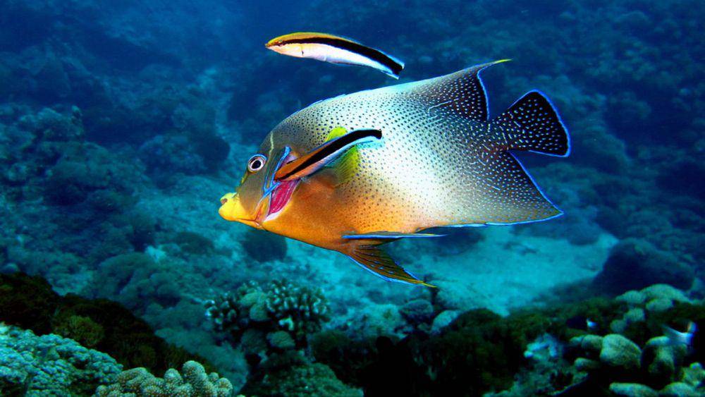 Blue streak wrasse fish (commons.wikimedia.org/wiki/Vincent C. Chen)