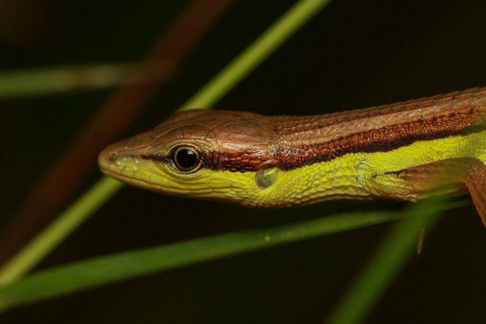 Kadal rumput (inaturalist.org/resdwikelana)