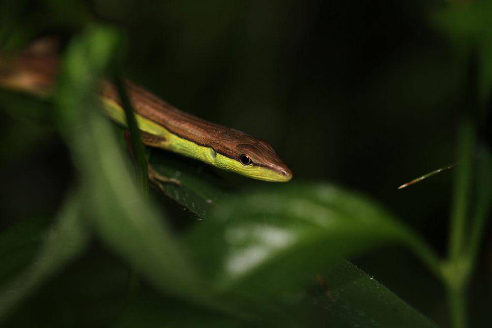 Kadal rumput (inaturalist.org/samuel_guiraudou)