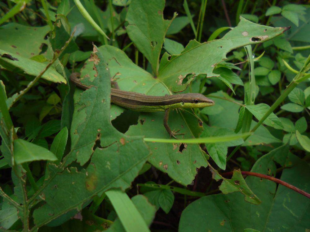 Kadal rumput (inaturalist.org/yusmaneulan)