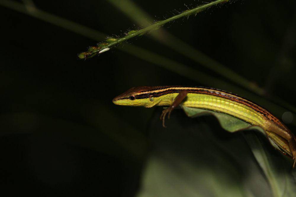 Kadal rumput (inaturalist.org/samuel_guiraudou)