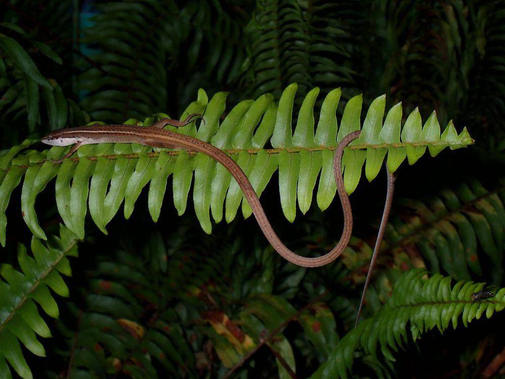 Kadal rumput (inaturalist.org/wolpertinger-rus)
