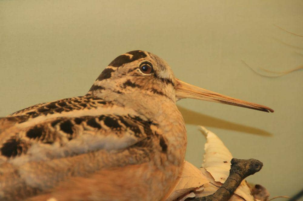 American Woodcock (commons.wikimedia.org/David J. Stang)