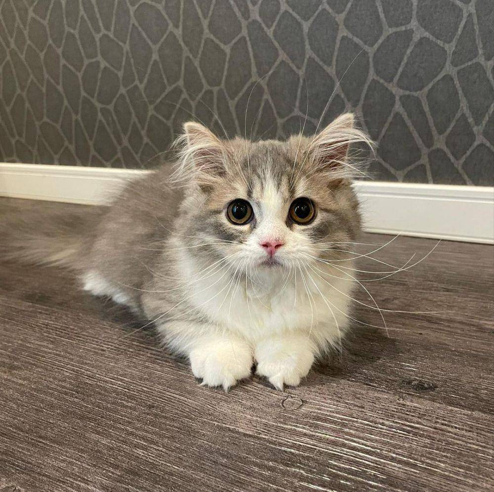 kucing minuet (Instagram.com/ fapta1224)