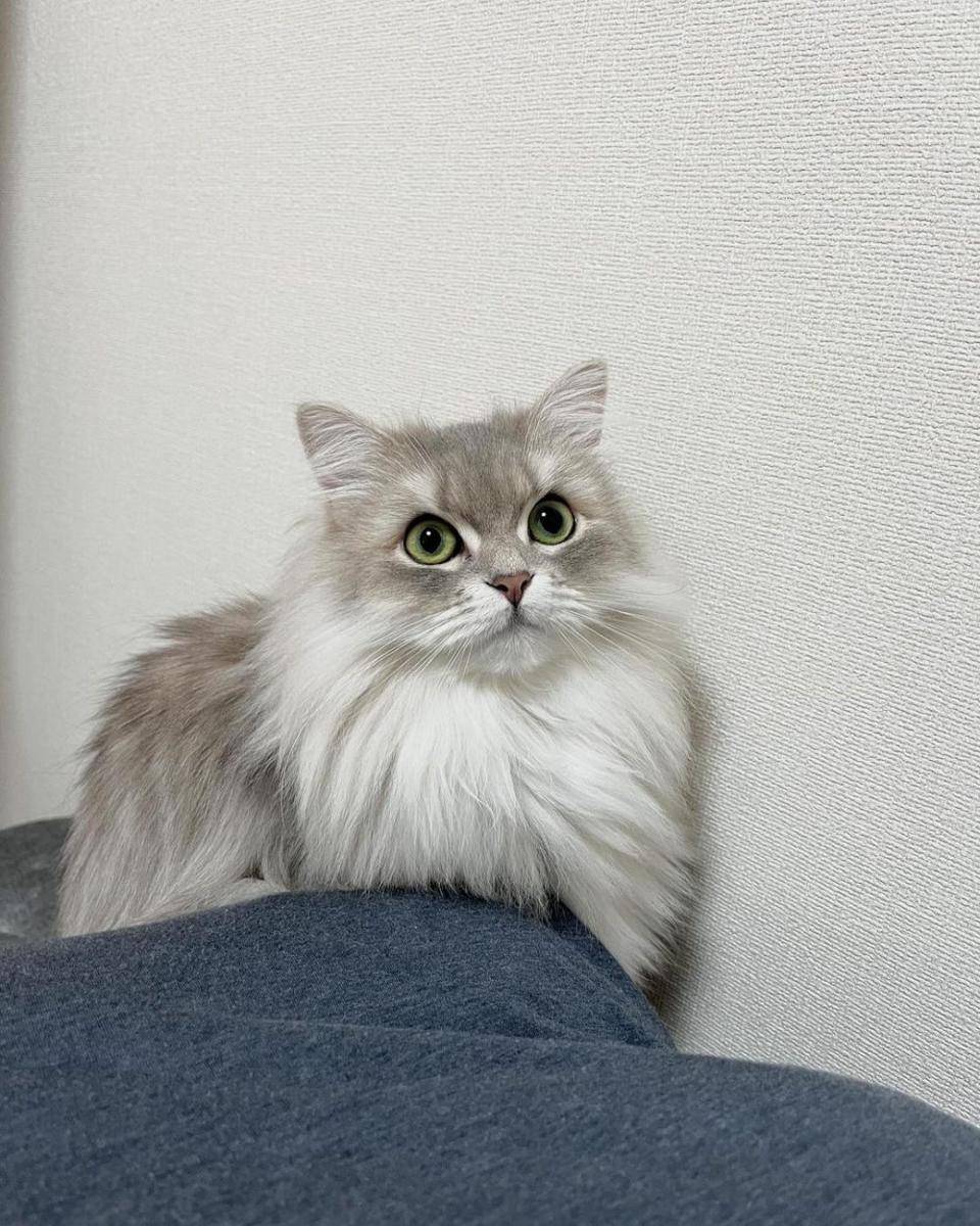 kucing minuet (Instagram.com/ noah_chan.9.15)