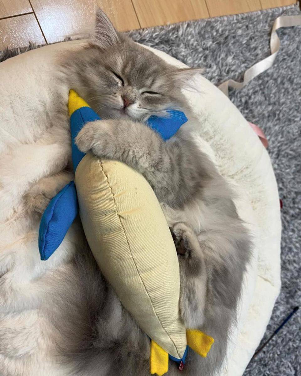 kucing minuet (Instagram.com/ noah_chan.9.15)