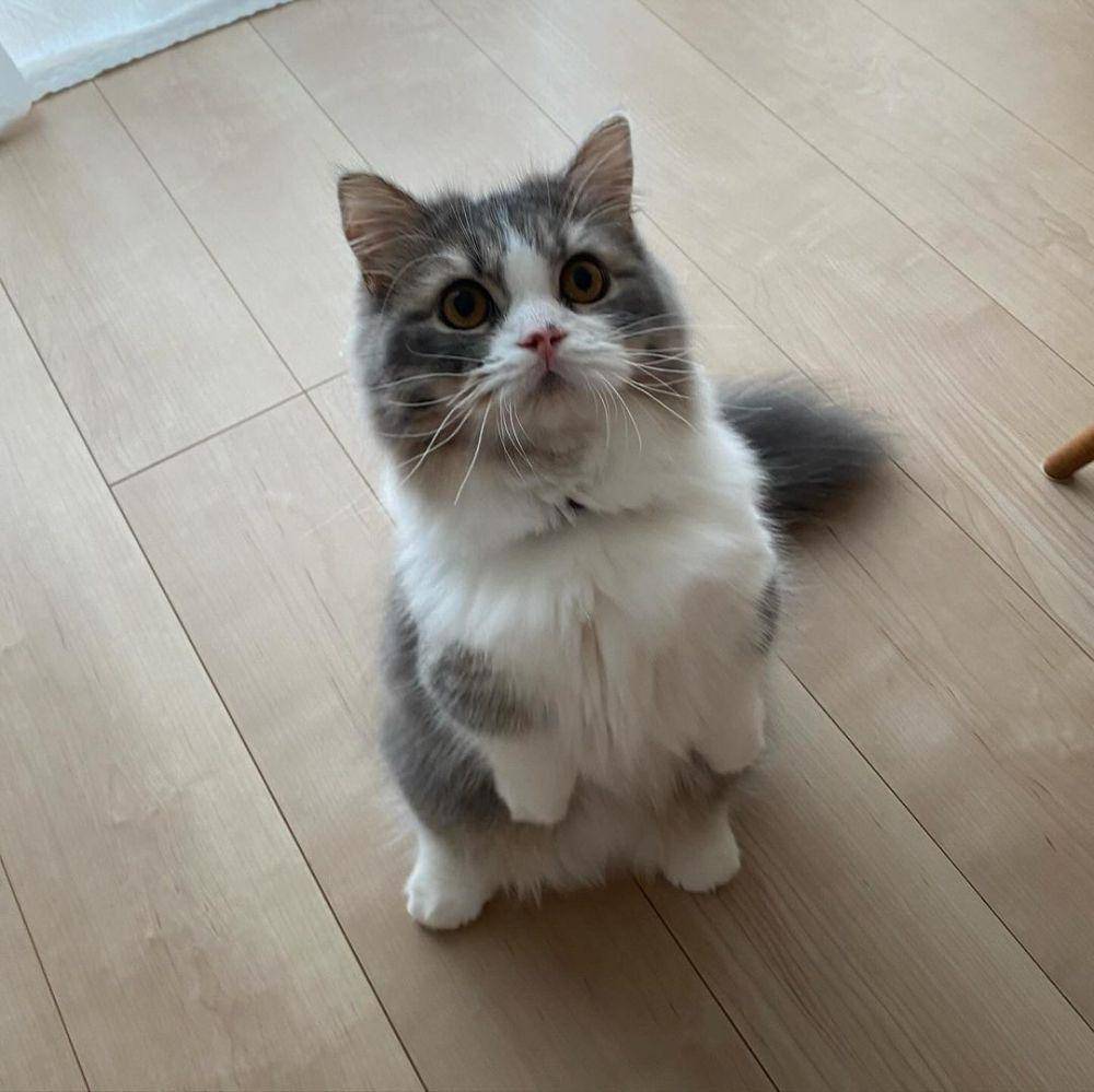 kucing minuet (Instagram.com/ fapta1224)