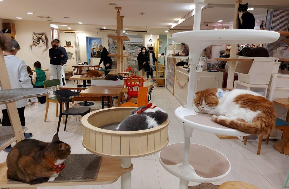 5 Pet Cafe yang Populer di Seoul-Korea Selatan, Seru buat Nongkrong!