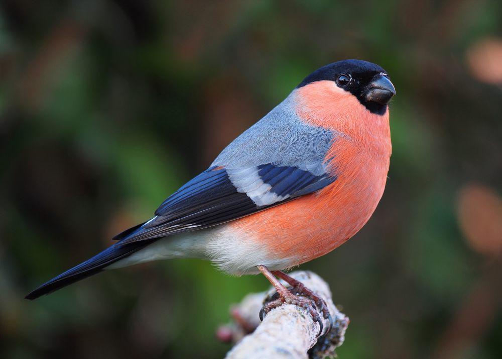 5 Fakta Bullfinch, Spesialis Pemakan Biji dan Tunas yang Setia