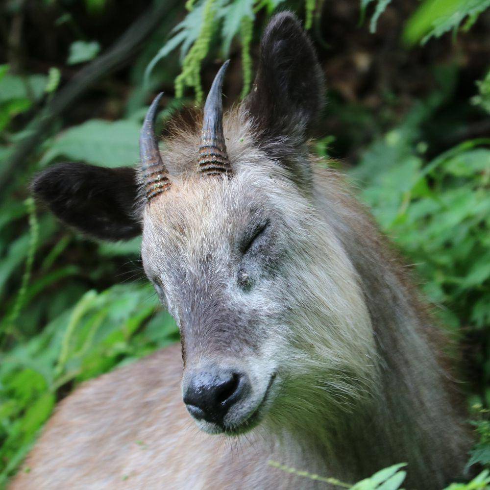 japanese serow terlihat seperti selalu menangis (commons.wikimedia.org/Alpsdake)