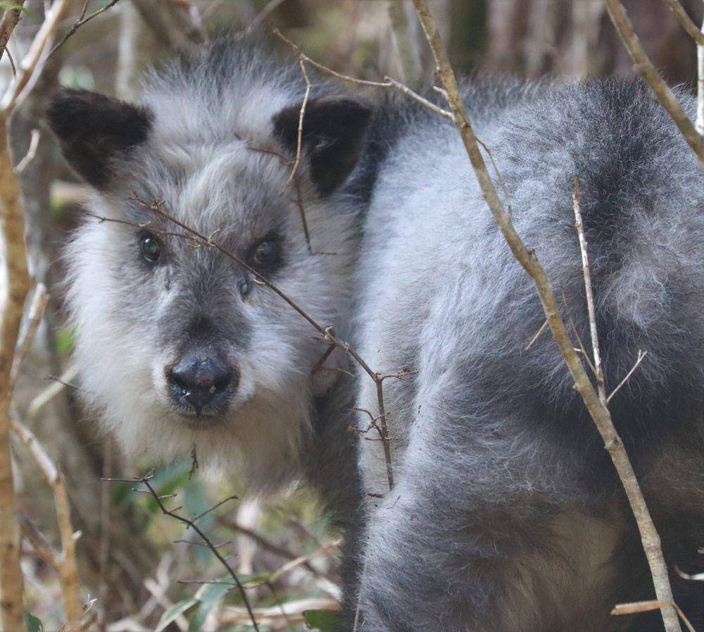 Fakta Menarik Japanese Serow, Kambing yang Selalu Terlihat Menangis