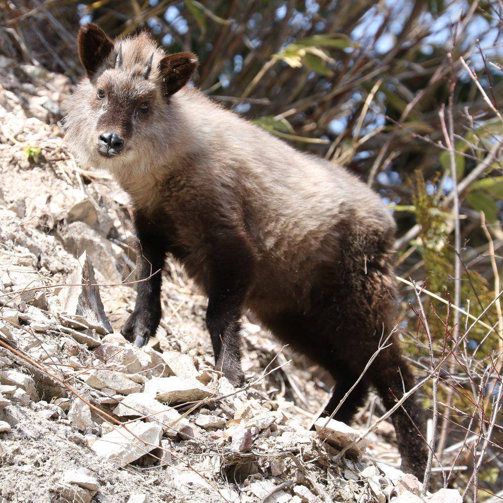 japanese serow (commons.wikimedia.org/Alpsdake)
