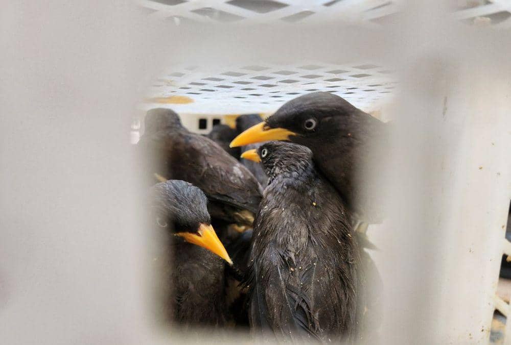 Penampakan penindakan upaya penyeludupan 2.540 ekor burung ilegal di Pelabuhan Bakauheni. (Dok. Karantina Lampung).