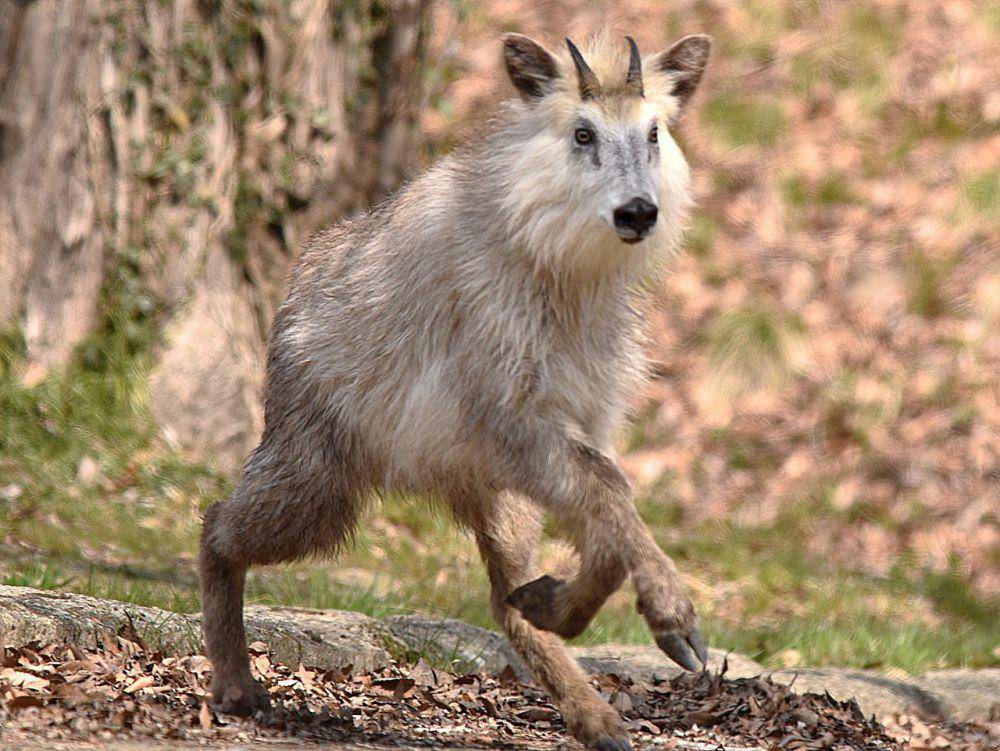 japanese serow punya badan yang kekar (commons.wikimedia.org/Ken Ishigaki)