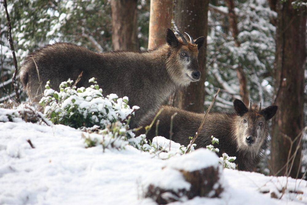 japanese serow hewan yang setia kepada pasangan (commons.wikimedia.org/ヤン提督)