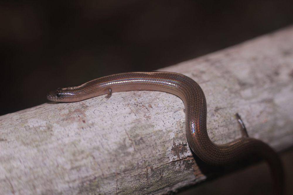 Kadal ular (inaturalist.org/ramdani)