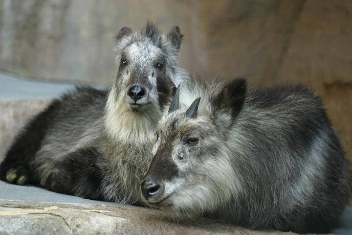 japanese serow sempat hampir punah (commons.wikimedia.org/Aaron Logan)