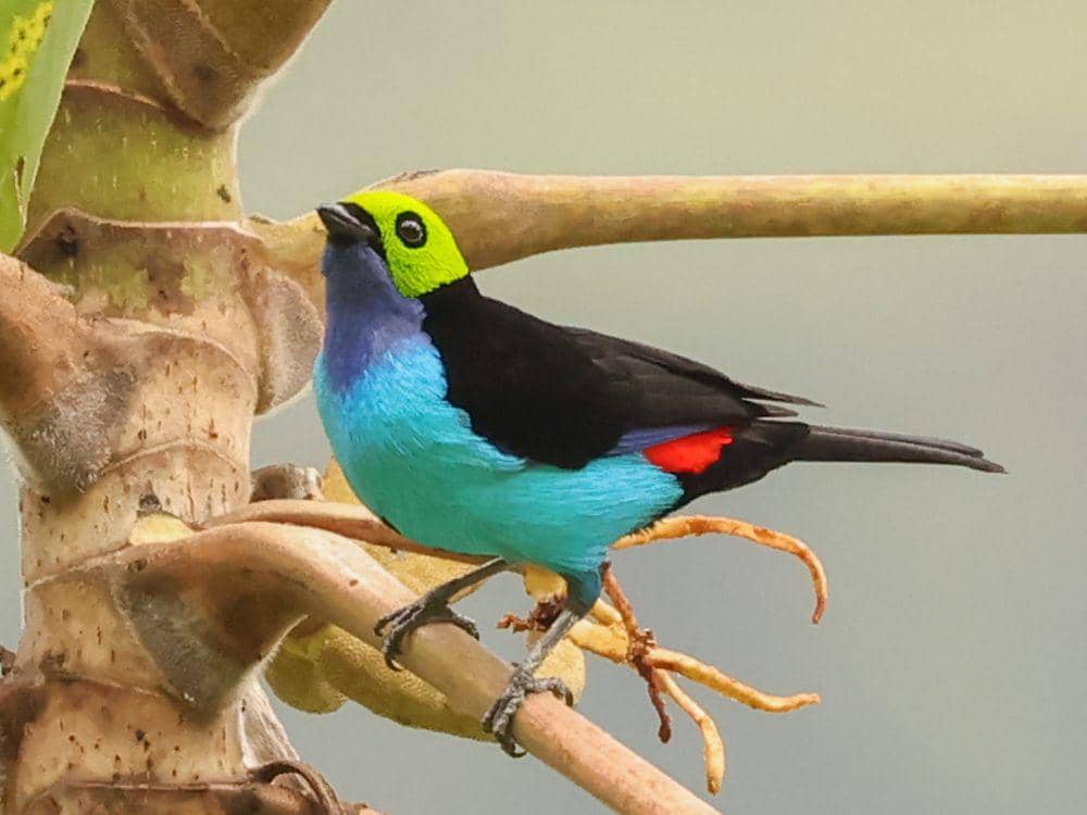6 Fakta Unik Paradise Tanager, Sulit Bedakan Burung Jantan dan Betina