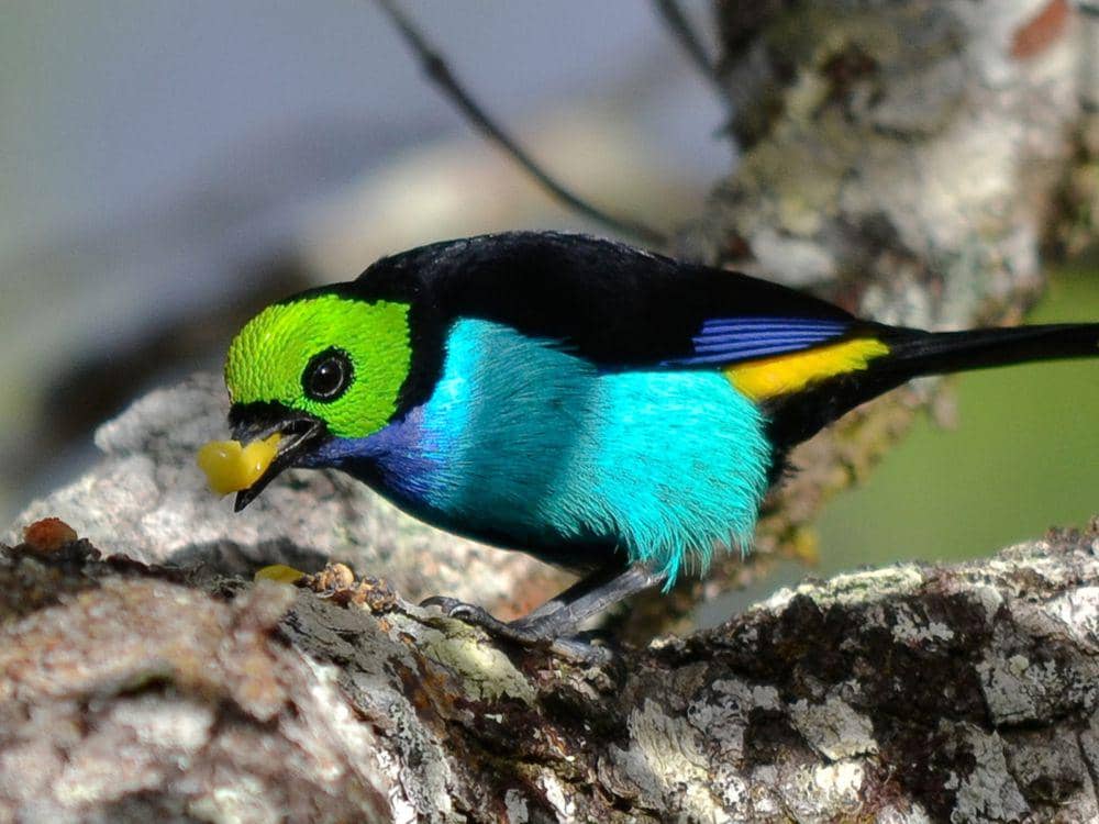 potret paradise tanager (inaturalist.org/Ingrid Macedo)