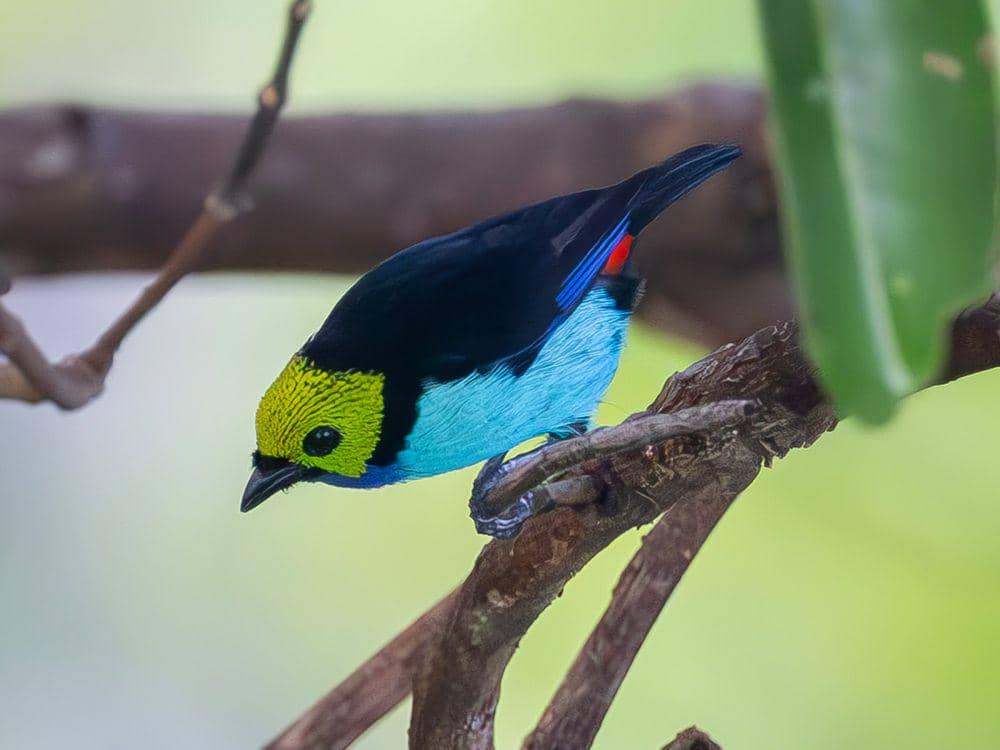 potret paradise tanager (inaturalist.org/pkondrashov)