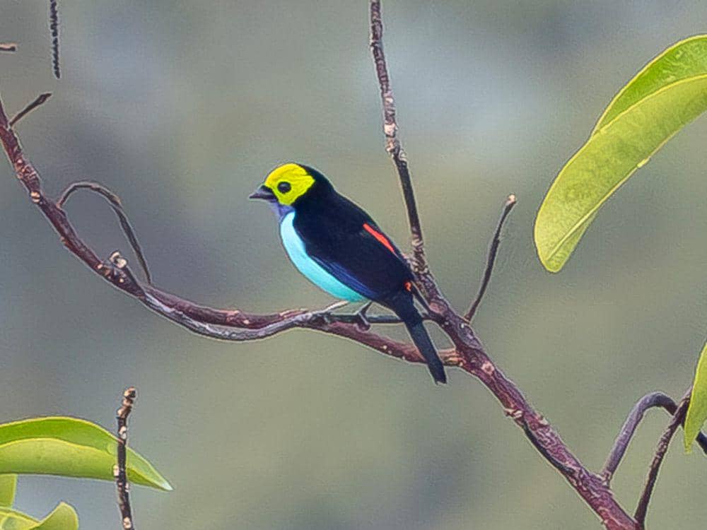 potret paradise tanager (inaturalist.org/pkondrashov)